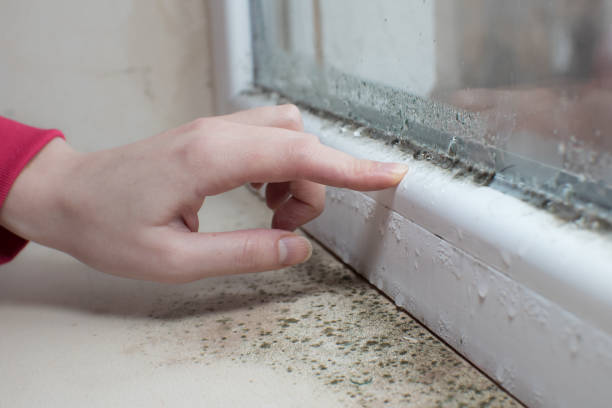  West Salem, OH Mold Removal Pros