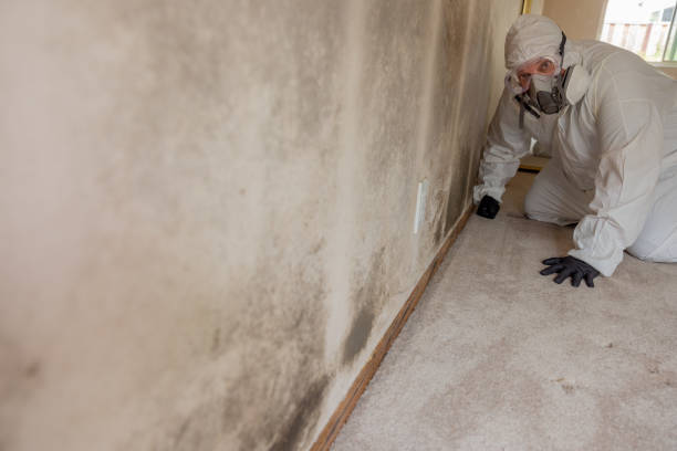 Best Forensic Mold Investigation  in West Salem, OH
